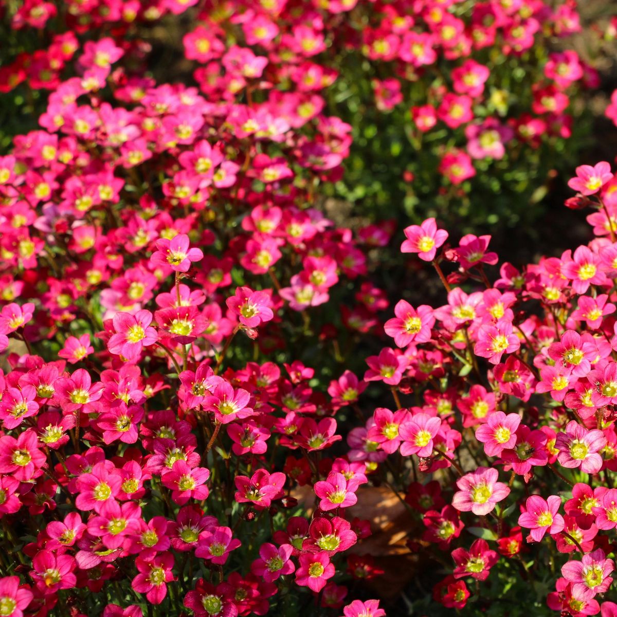 Saxifraga arendsii Lofty Rose Shades -Frø- Sildre