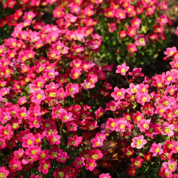 Hovedbilde Saxifraga arendsii Lofty Rose Shades -Frø- Sildre