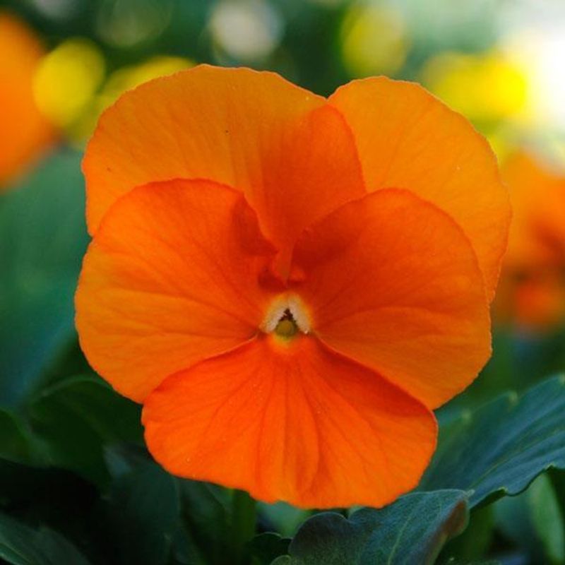 Viola Sorbet Deep Orange -Frø- Stemor