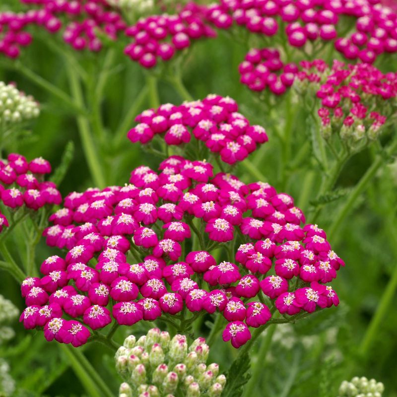 Achillea millefolium Summerwine. Praktryllik - 1 rot