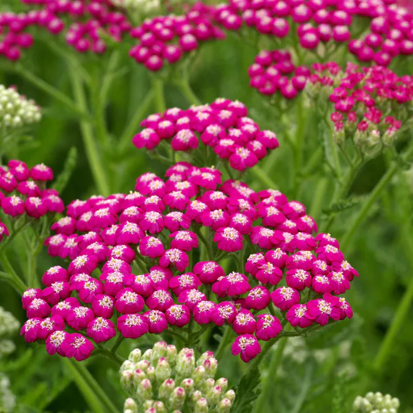 Hovedbilde Achillea millefolium Summerwine. Praktryllik - 1 ...