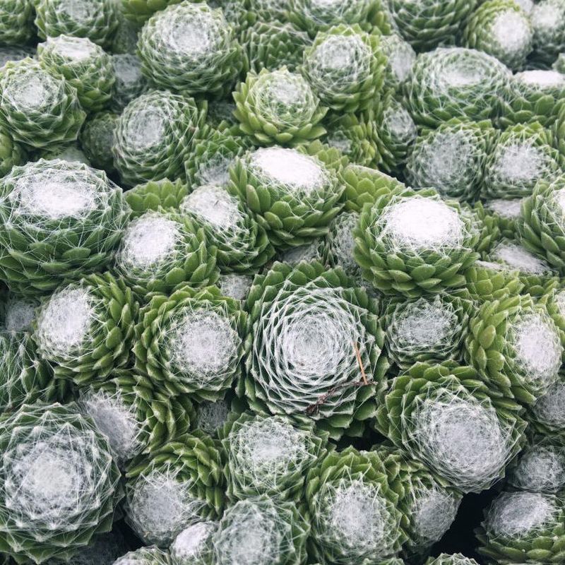 Sempervivum hybrid Cotton Candy. Takløk  1 plante i 4 cm potte