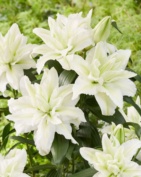 Hovedbilde Lilje Aisha. Orientalsk roselily - 3 løk