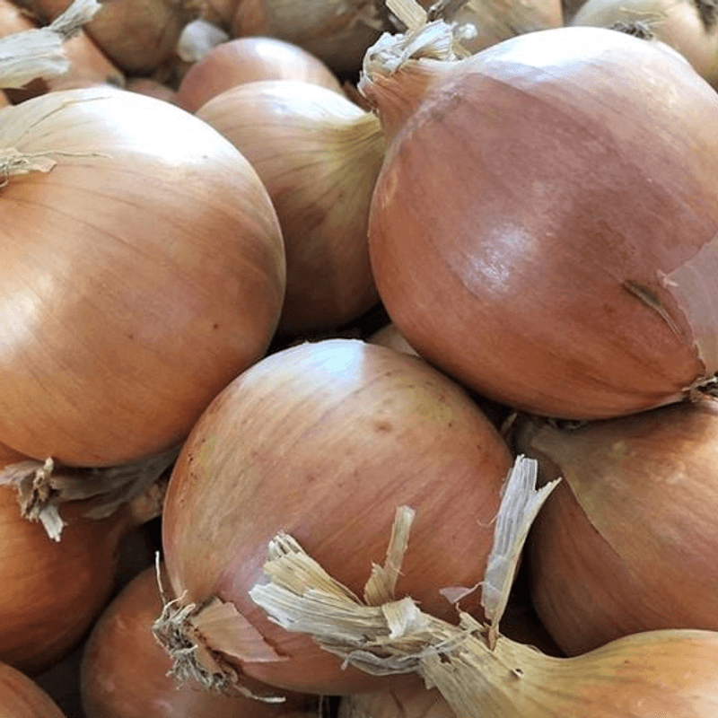 Onion Prospero F1 -Frø-