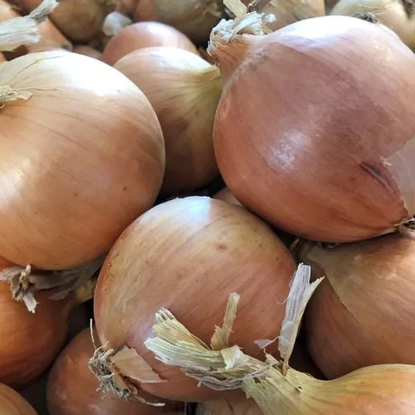 Hovedbilde Onion Prospero F1 -Frø-