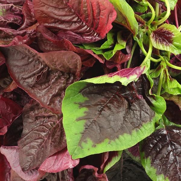 Hovedbilde Bladsalat Andean Superfood Mix -Frø-