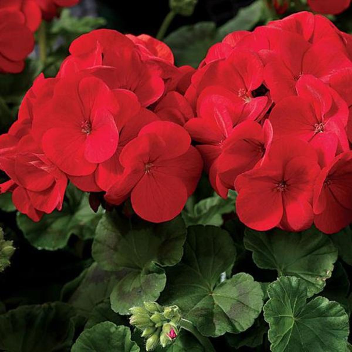 Pelargonium Maverick Scarlet F1 -Frø-