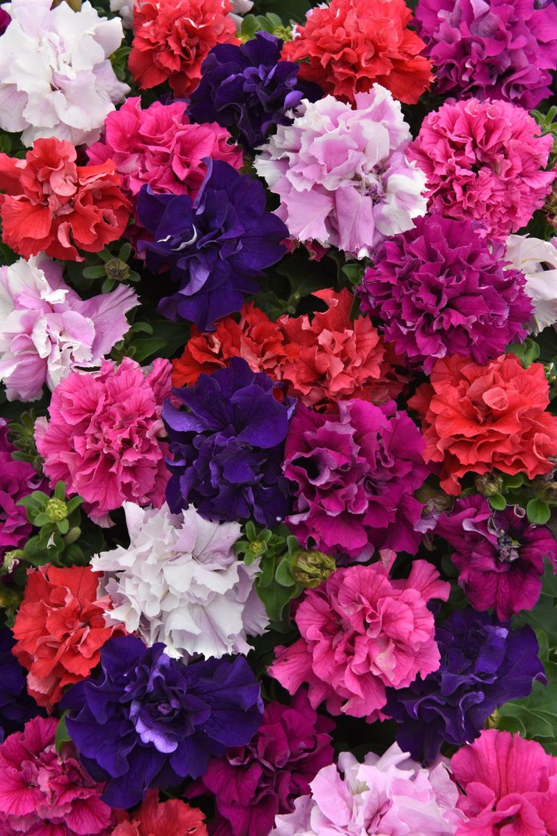 Petunia  Cascade mix. F1 -Frø-