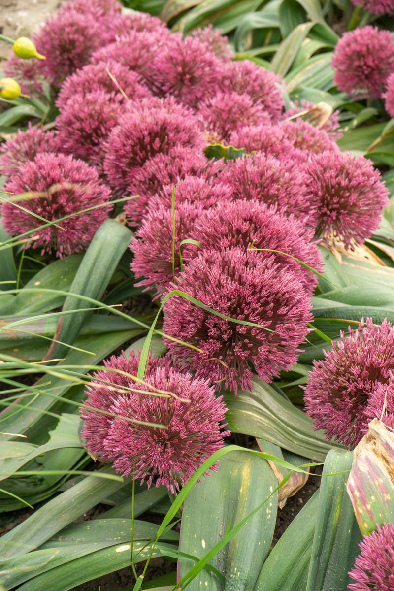 Allium Nevskianum  - 2 løk