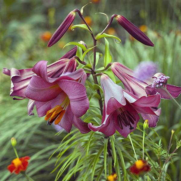 Bilde av Trompetlilje Pink Perfection - 3 liljeløk