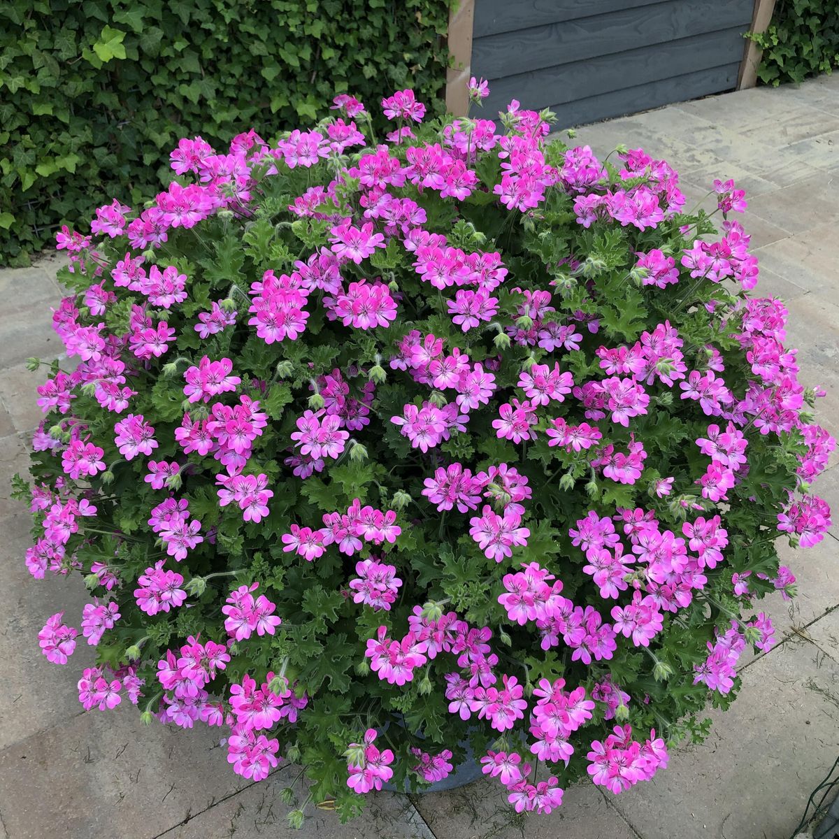 Pelargonium Pink Capitatum 