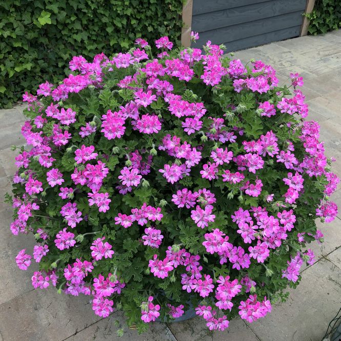 Hovedbilde Pelargonium Pink Capitatum 