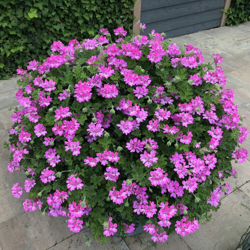 Pelargonium Pink Capitatum 