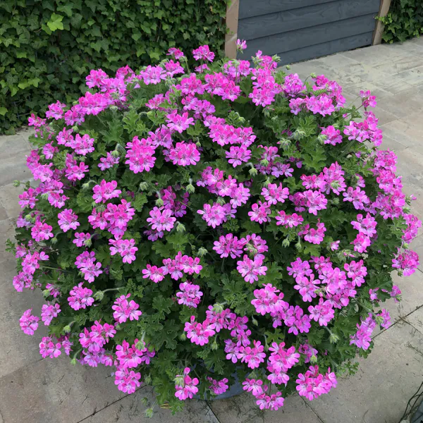 Hovedbilde Pelargonium Pink Capitatum 