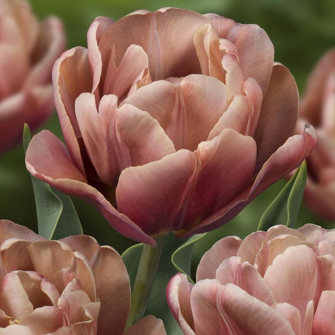 Hovedbilde Tulipan La Belle Epoque - 3 løk