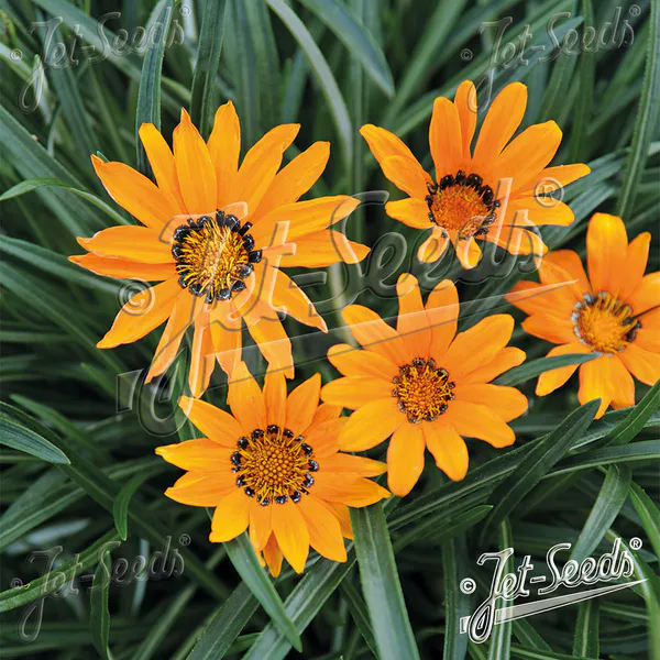 Hovedbilde Gazania krebsiana Tanager. Påfulblomst- Frø -