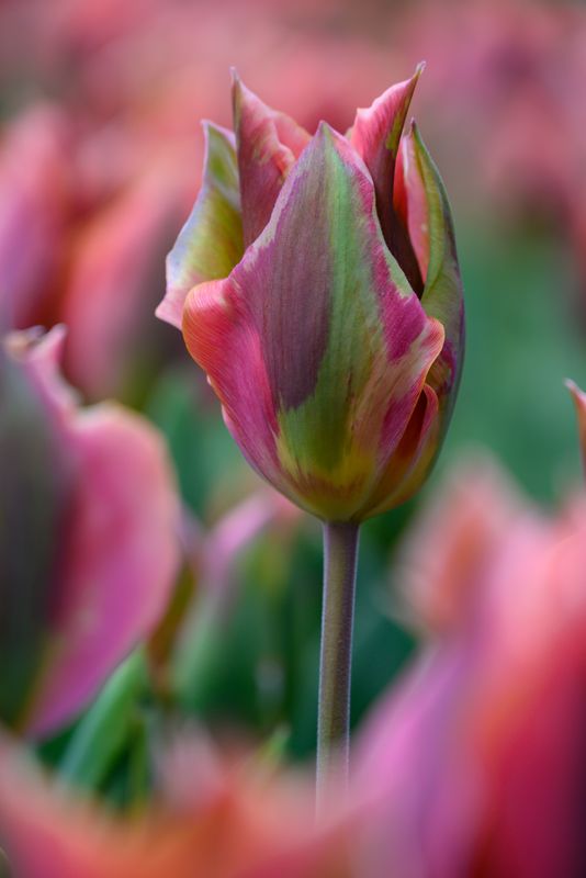 Tulipan Artist - 6 løk