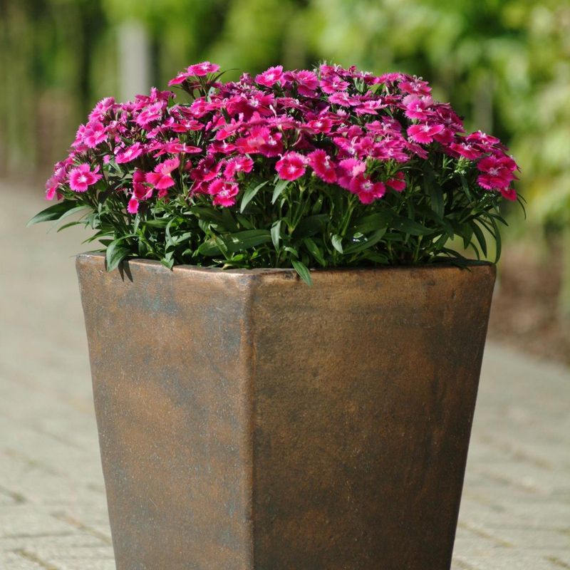 Dianthus Ideal Select F1 -Frø- Kinanellik