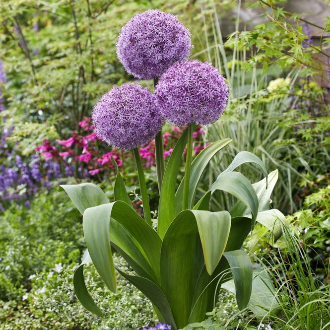 Hovedbilde Allium Party Balloons - 1 løk 
