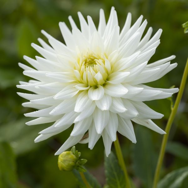 Hovedbilde Dahlia My Love - 1 knoll