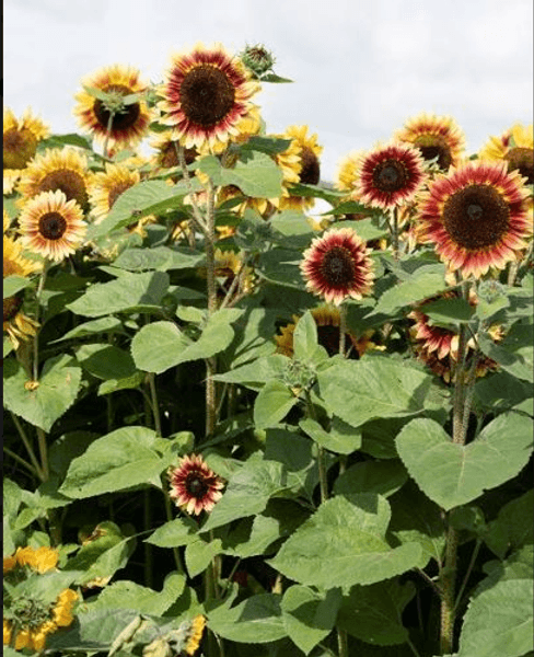 Hovedbilde Helianthus annuus Desert Sun. Solsikke - 10 frø