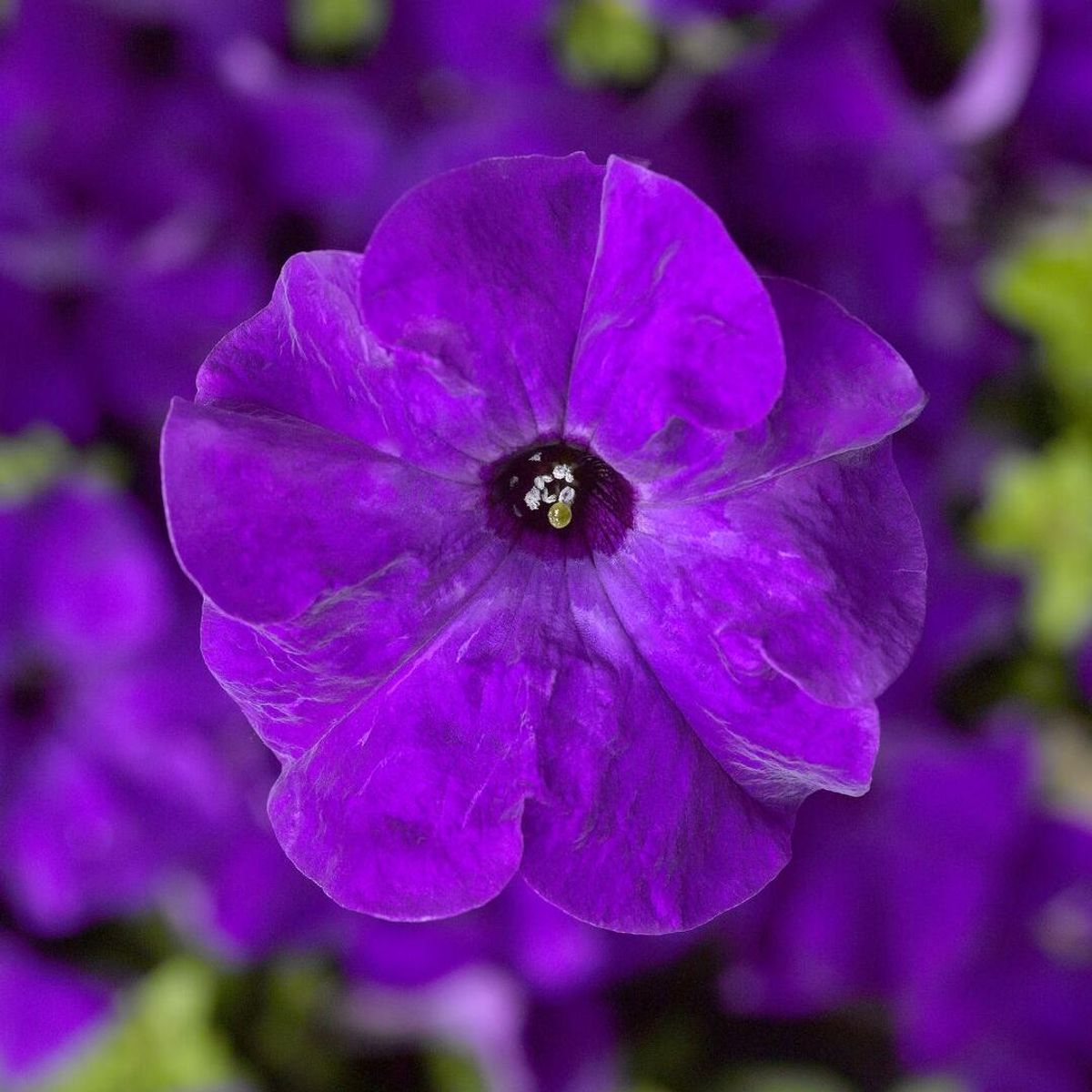 Petunia grandiflora Tritunia Blue. Storblomstret -Frø-
