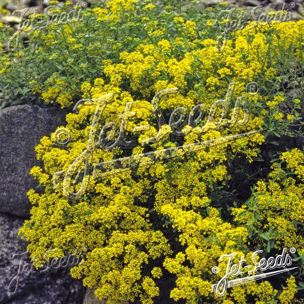 Hovedbilde Alyssum tortuosum var. obovatum - Frø -
