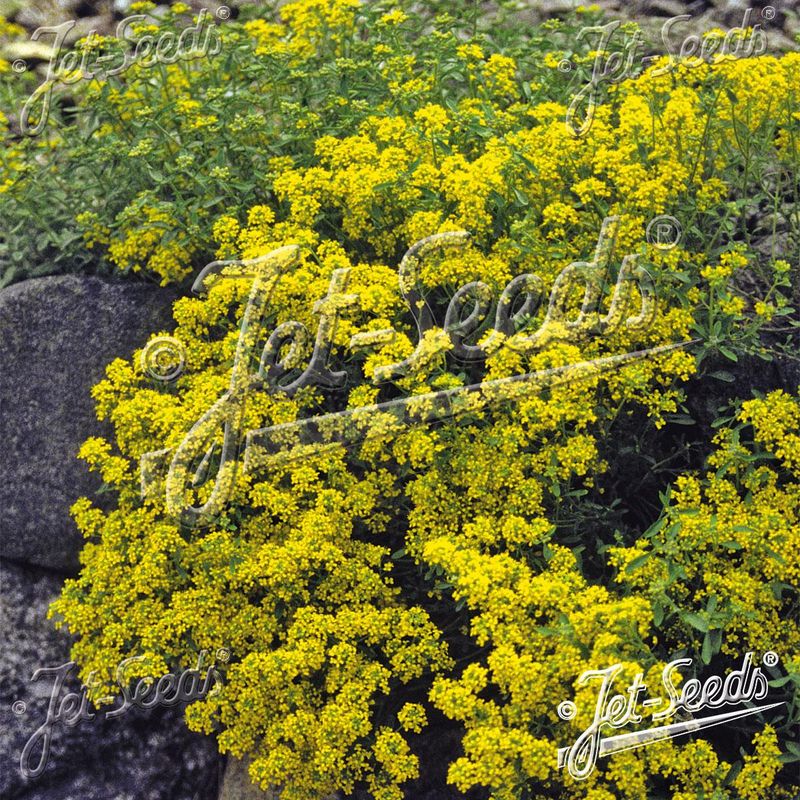 Alyssum tortuosum var. obovatum - Frø -