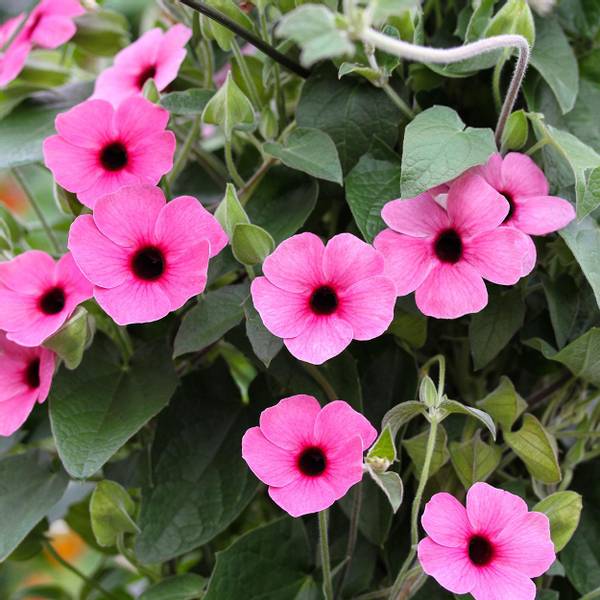 Bilde av THUNBERGIA alata. Rosa. Susanne med det sorte