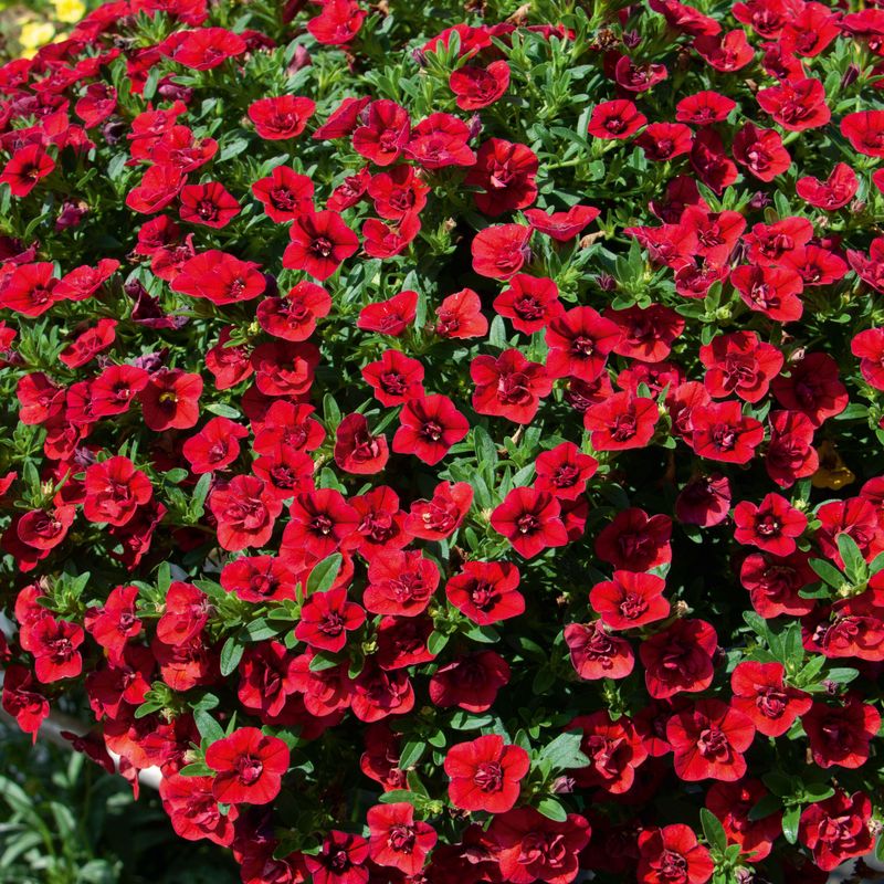 Calibrachoa Double Dark Red. Mini-Petunia  1 plante i 10,5 cm potte
