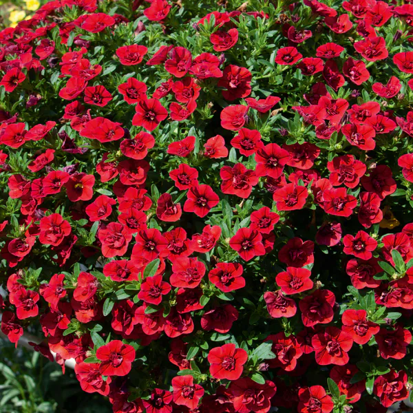 Hovedbilde Calibrachoa Double Dark Red. Mini-Petunia  1 ...