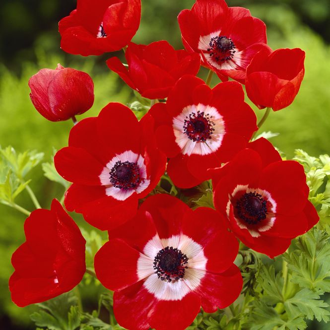 Hovedbilde Anemone Cor. Hollandia - 10 knoller