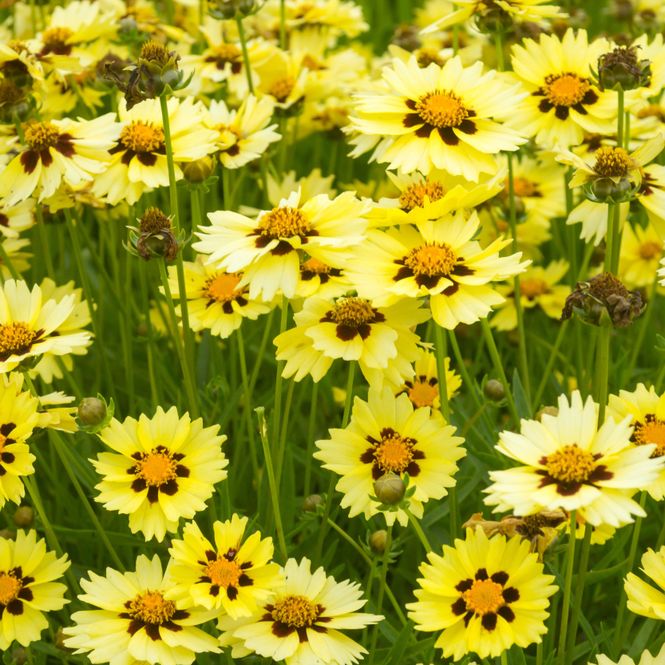 Hovedbilde Coreopsis verticillata Solar Moon. Kransvakkerøye ...