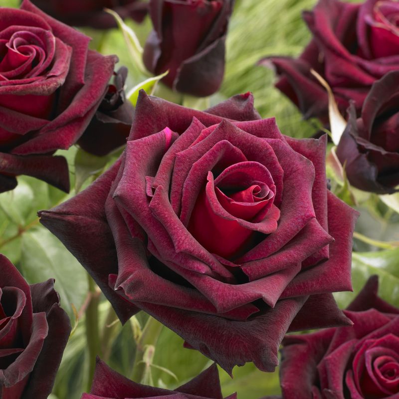 Rose Black Baccara. Stilkrose