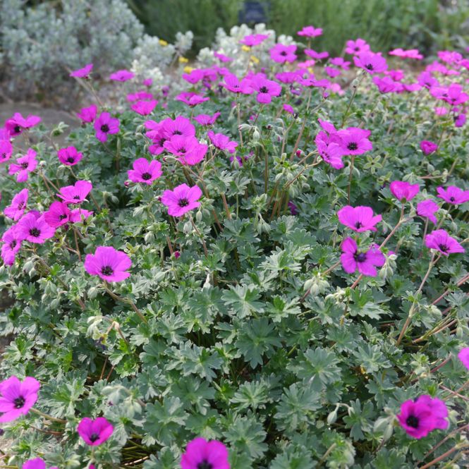 Hovedbilde Geranium Subcaulescens. Storkenebb  1 rot
