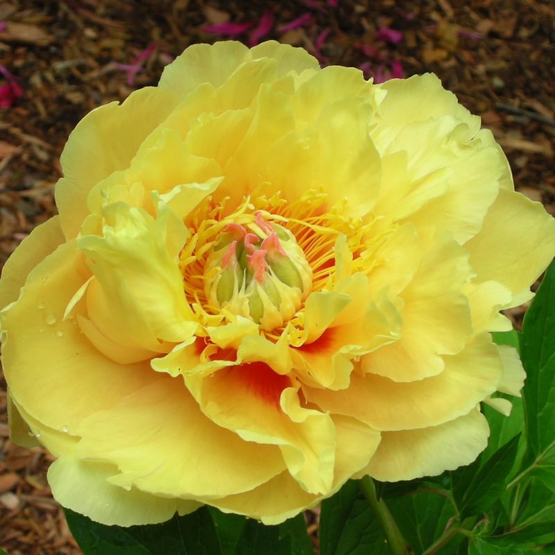 Paeonia Itoh-hybrid Garden Treasure - Edelpeon -1 rot