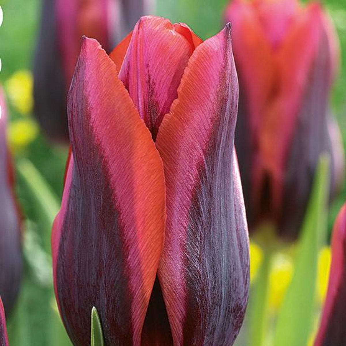 Tulipan Muvota - 6 løk