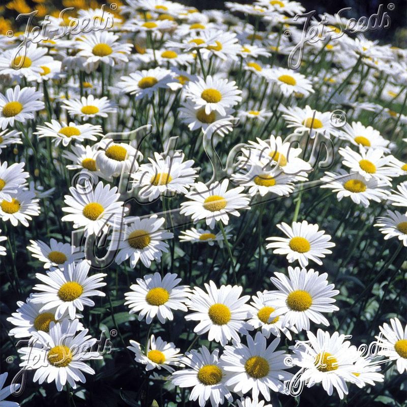Leucanthemum x superbum Brightside. Prestekrage -Frø-