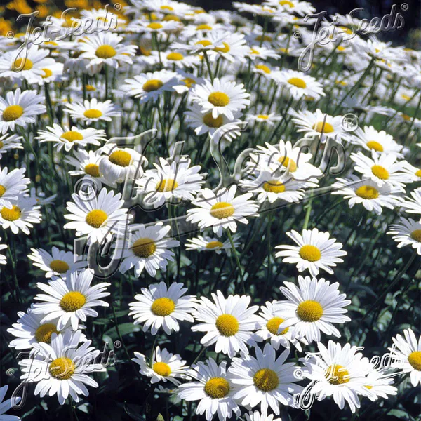 Hovedbilde Leucanthemum x superbum Brightside. Prestekrage ...