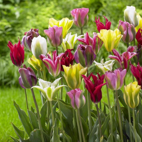 Hovedbilde Grønne tulipaner i blanding - 30 løk