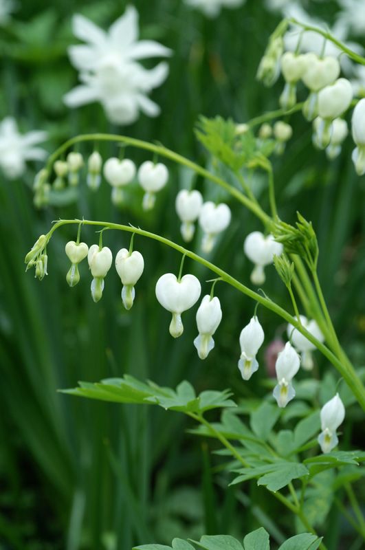 Dicentra spectabillis Alba. Løytnantshjerte, hvit - 1 rot