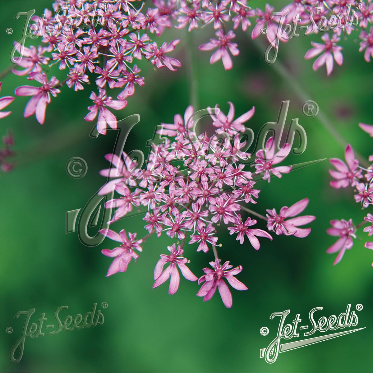Heracleum sphondylium Pink Cloud. Kystbjørnekjeks - Frø -