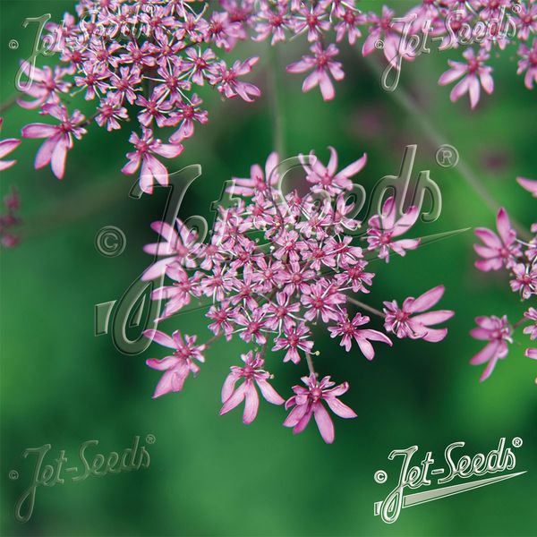 Hovedbilde Heracleum sphondylium Pink Cloud. Kystbjørnekjeks ...