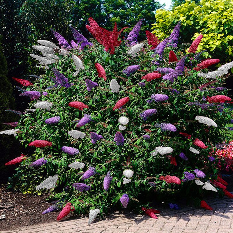 Buddleia tricolor. Sommerfuglbusk - 3 planter i en 12 cm potte 