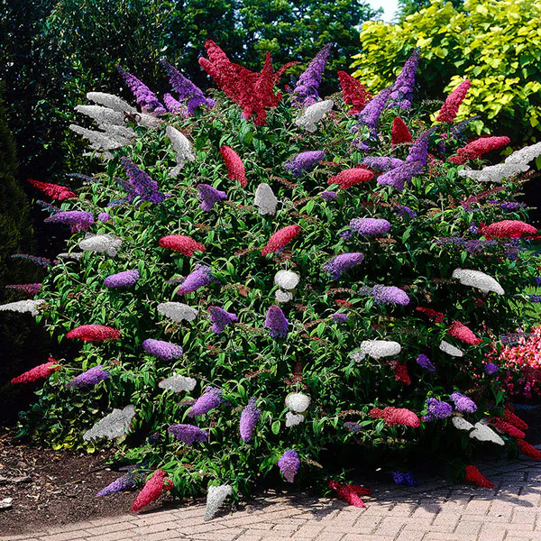 Hovedbilde Buddleia tricolor. Sommerfuglbusk - 3 planter i ...