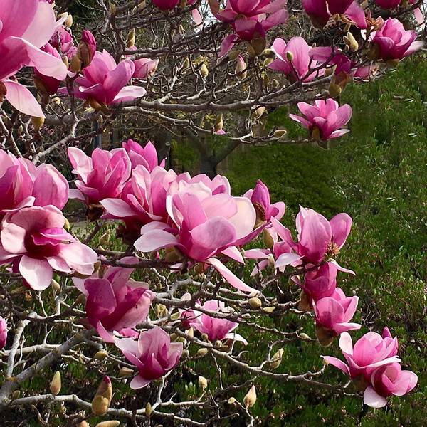 Bilde av MAGNOLIA soulangeana Satisfaction.