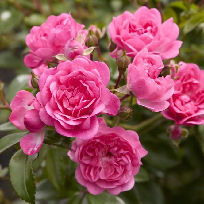 Hovedbilde Rose Pink Fairy. Buskrose