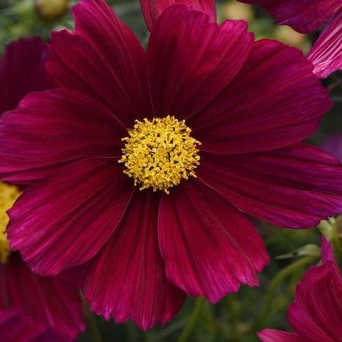 Hovedbilde Cosmos bipinnatus Sonata Purple Shade -Frø- ...