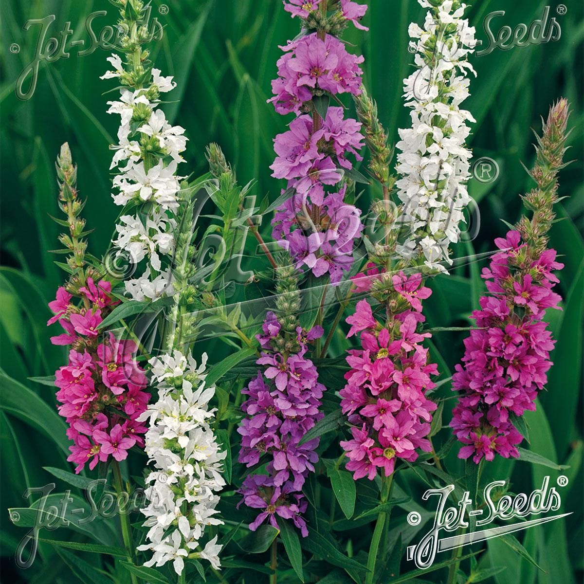 Lythrum salicaria Happy Lights. Kattehale - Frø -