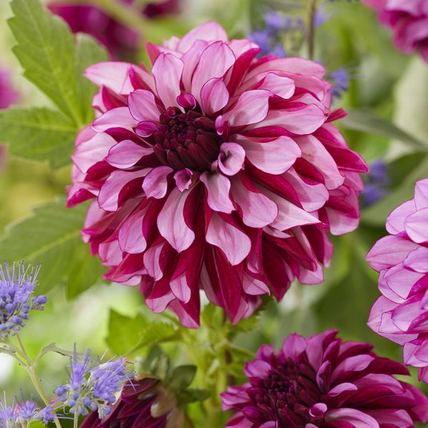 Hovedbilde Dahlia Gallery Art Nouveau - 1 knoll